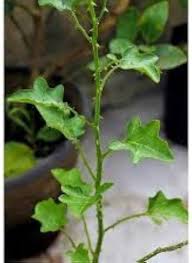 Solanum Trilobatum - தூதுவளை (Thuthuvalai)